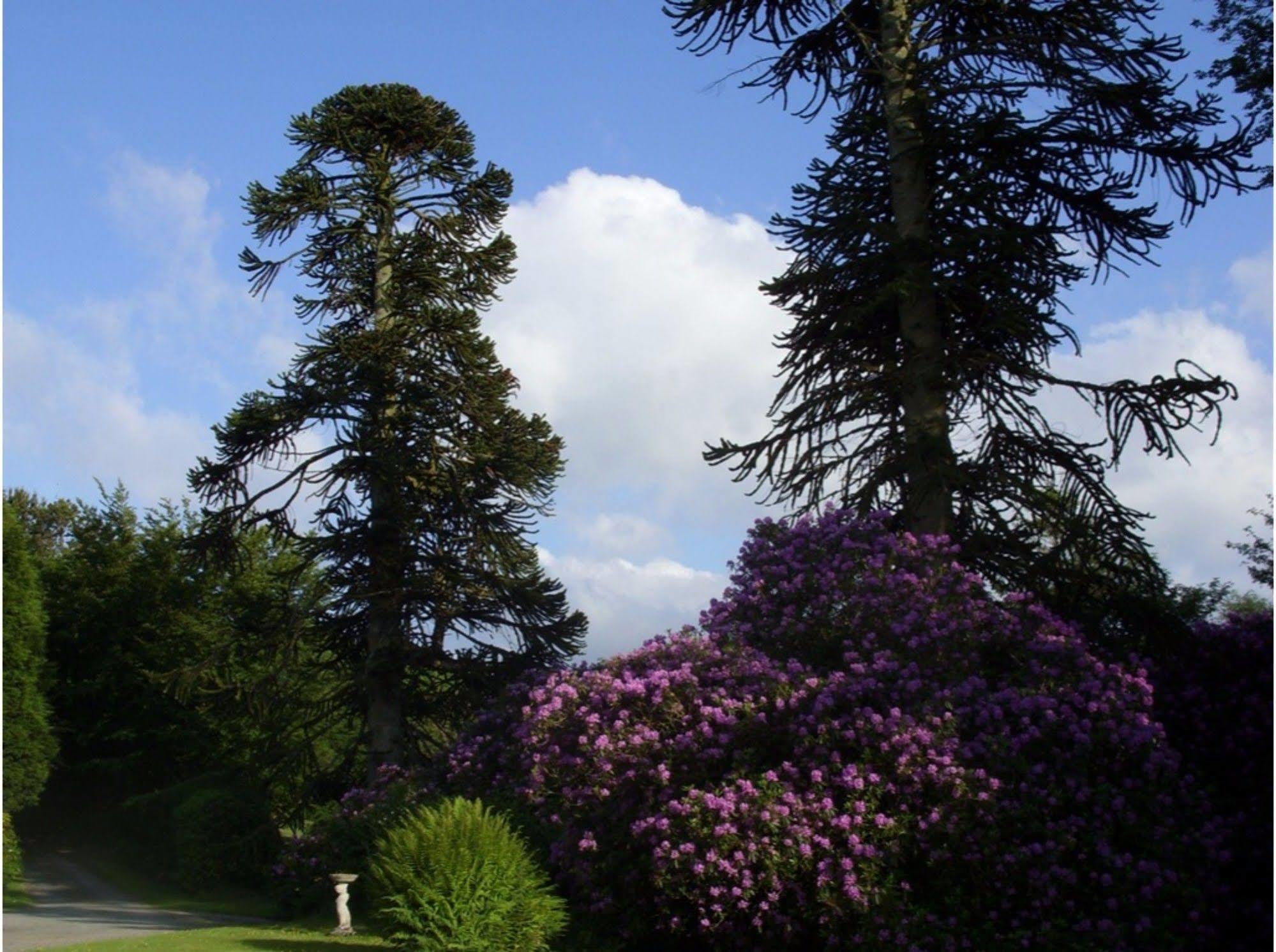 Moorlands Bed and Breakfast Parracombe Exterior foto